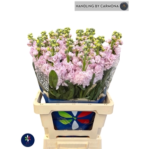 MATTH IRON CHERRY BL