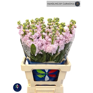 MATTH IRON CHERRY BL