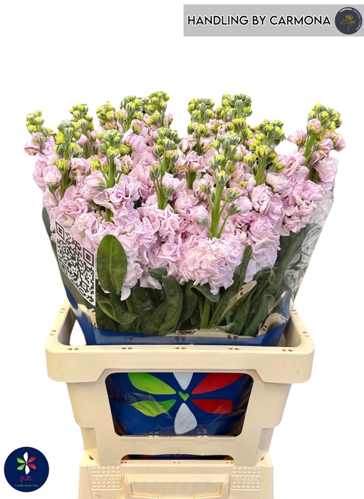 <h4>MATTH IRON CHERRY BL</h4>