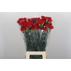 Dianthus St Don Pedro