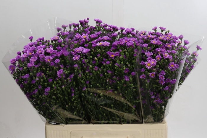 <h4>Aster Casamare</h4>