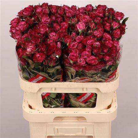 <h4>R Tr Purple Queen</h4>