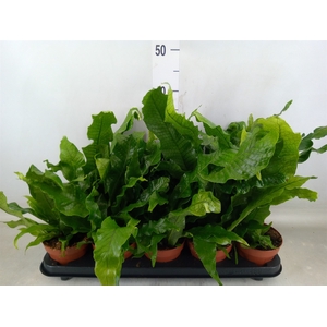 Microsorum musifolium 'Crocodyllus'