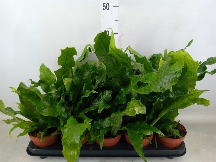 <h4>Microsorum musifolium 'Crocodyllus'</h4>