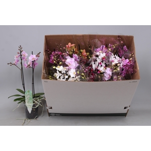 PHAL MF GEM 8 KL