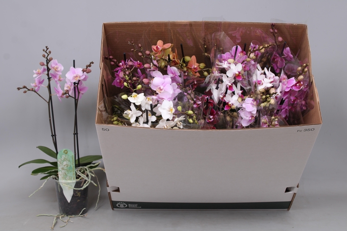 <h4>PHAL MF GEM 8 KL</h4>