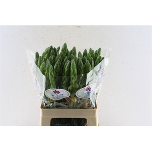 Ornithogalum Db Magic Star Orange