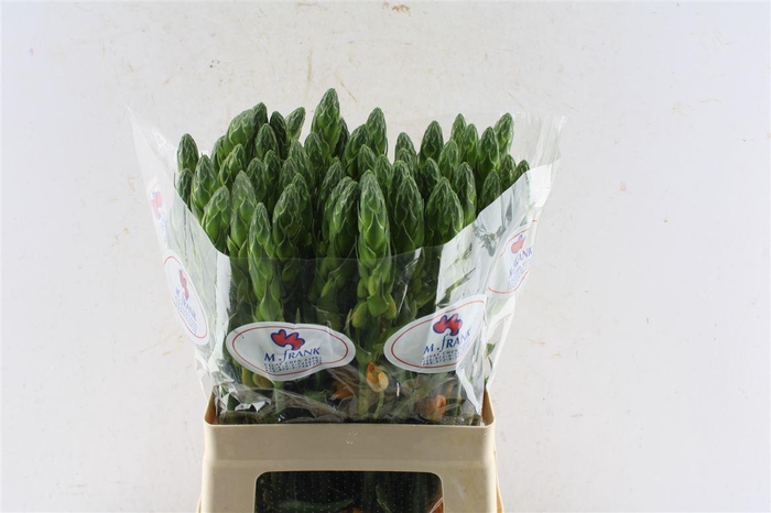 <h4>Ornithogalum Db Magic Star Orange</h4>