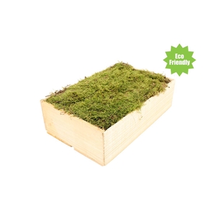 Mos Platmos ( Houten Kist ) X264