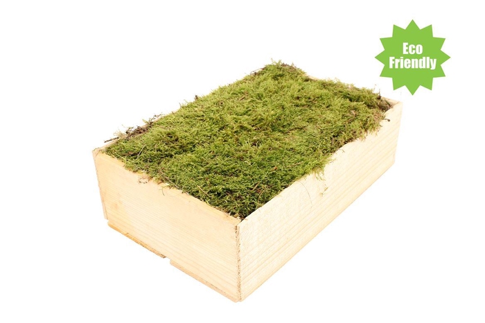 <h4>Mos Platmos ( Hout )</h4>