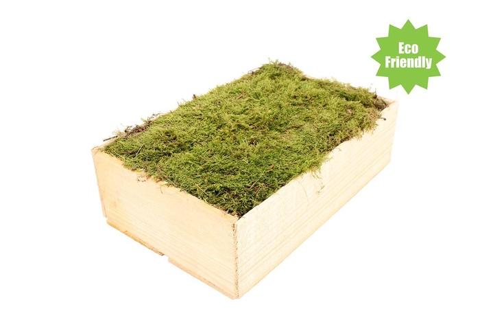 Mos Platmos ( Houten Kist ) X264
