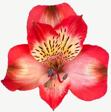 <h4>Alstr Galera</h4>