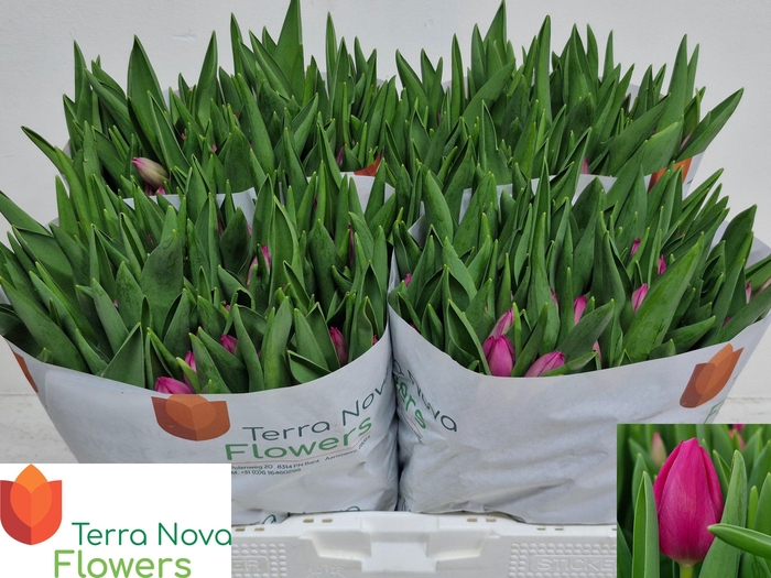 <h4>TU EN PINK ARDOUR</h4>