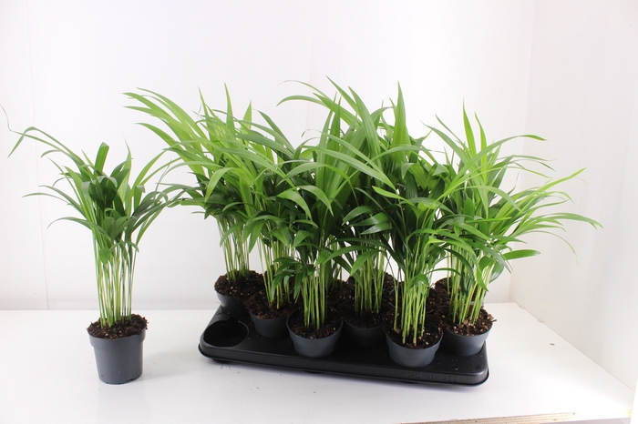 <h4>DYPSIS LUTESCENS</h4>