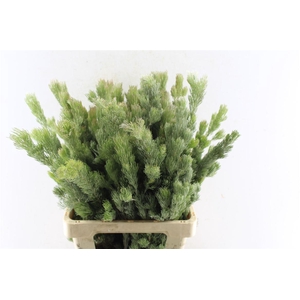 Kaaps Adenanthos