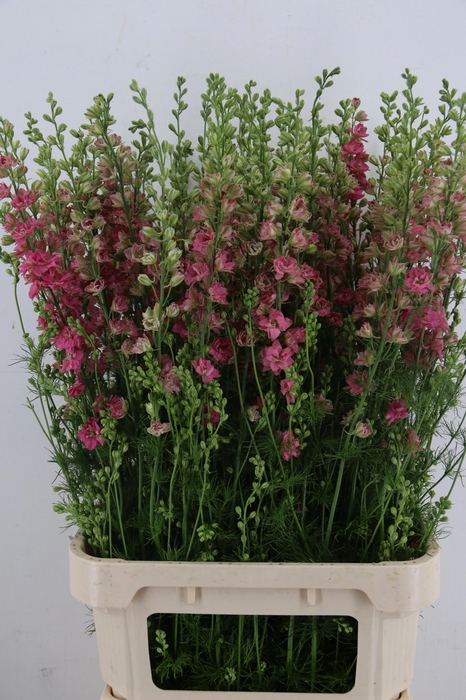 <h4>CONS R Q ROSE</h4>