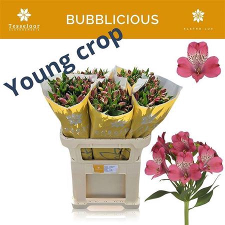 <h4>Alstroemeria Bubblicious</h4>
