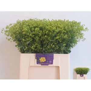 Alchemilla mollis 'Robustica'