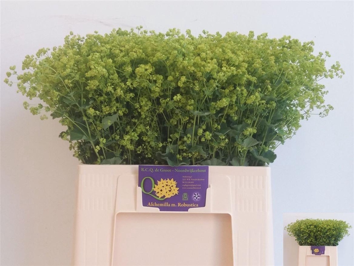 <h4>Alchemilla mollis 'Robustica'</h4>