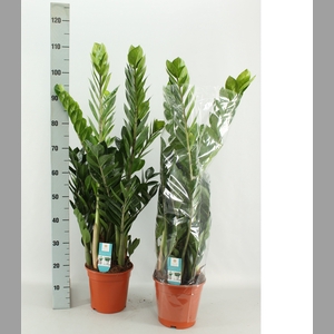 ZAMIO ZAMIIFOLIA