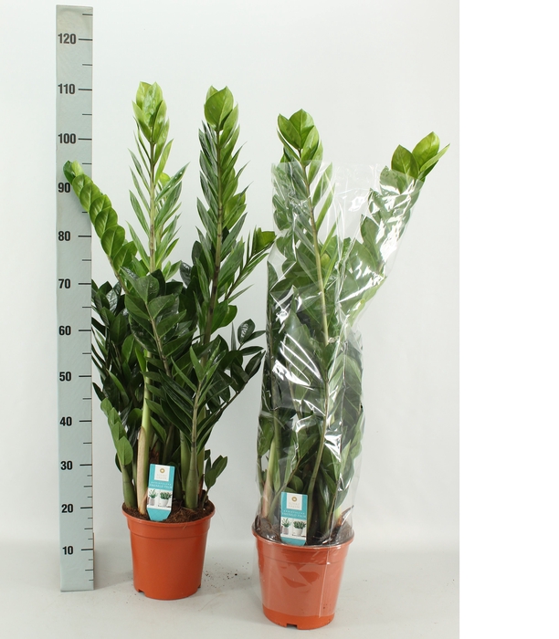 <h4>ZAMIO ZAMIIFOLIA</h4>