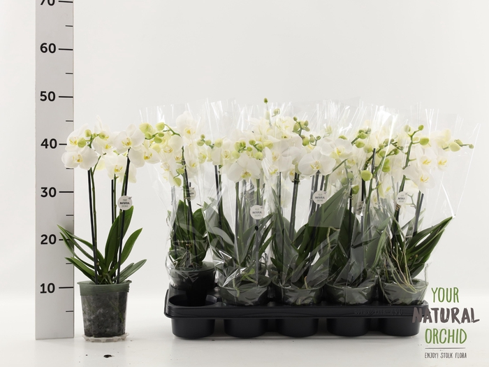 <h4>PHAL OV WIT</h4>