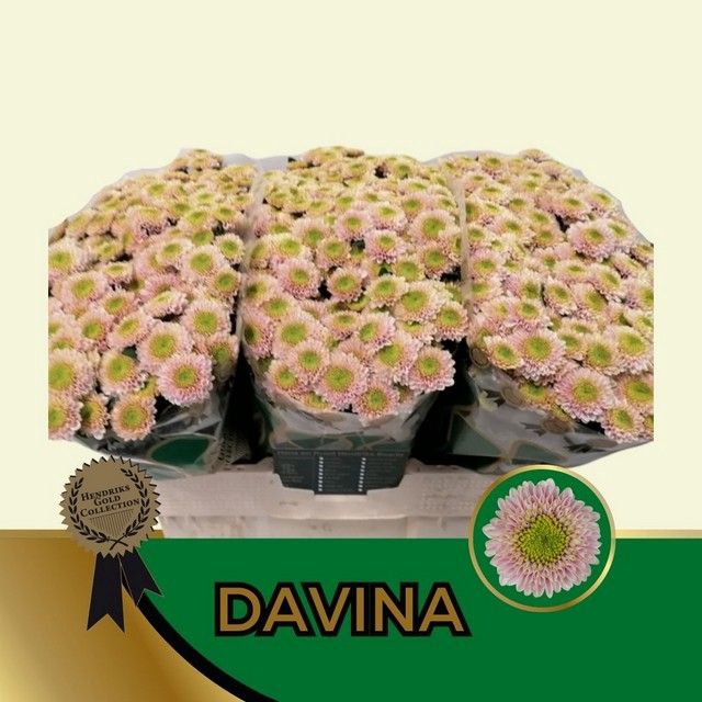 <h4>CHR S DAVINA</h4>