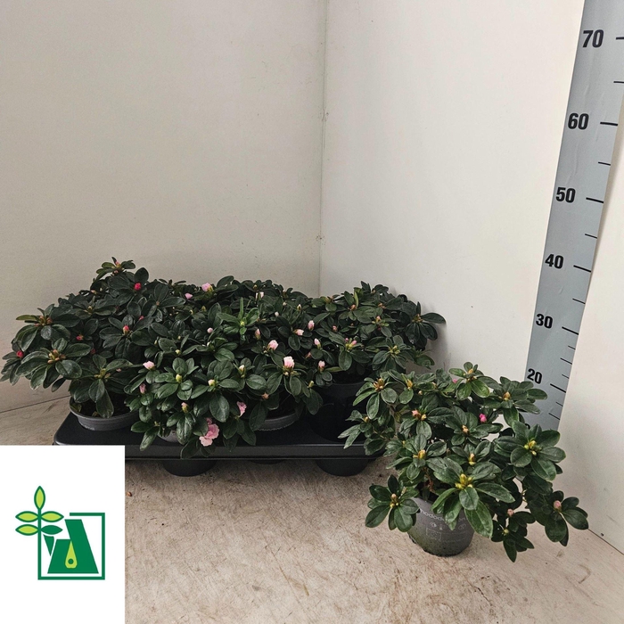 <h4>Rhododendron sim. 'Hellmut V' .mix4</h4>