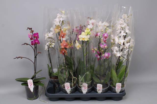 <h4>PHAL MF GEM 3 KL</h4>