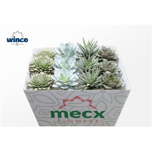 Succulent Mix (4spc) (mecx Flowers) Mecx-emmer 8cm