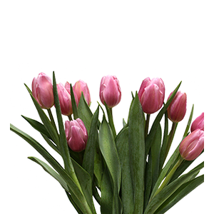 TULIPA PINK 000