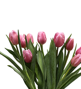 TULIPA PINK 000