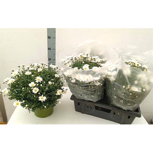 Argyranthemum frutescens Stella 2000 19Ø 40cm