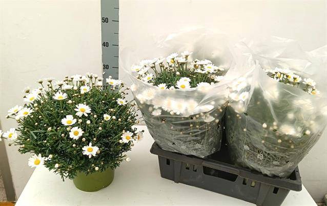Argyranthemum frutescens Stella 2000 19Ø 40cm