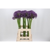 Allium Jackpot