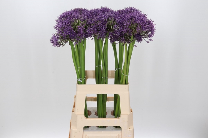 Allium Jackpot