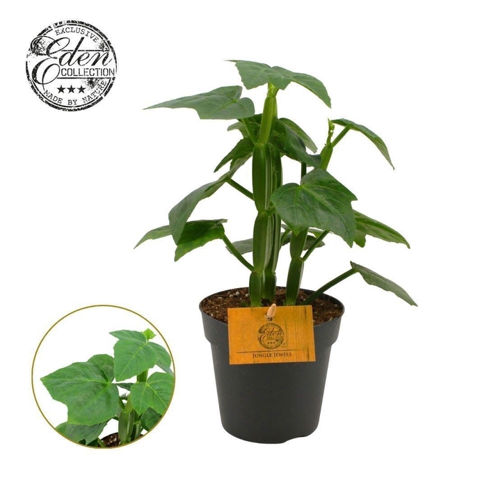 <h4>Cissus quadrangularis 12 cm</h4>