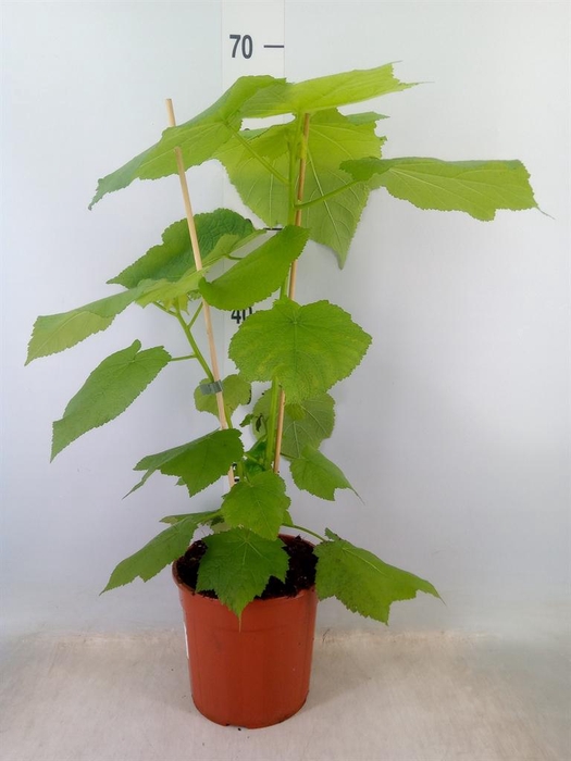 <h4>Sparrmannia africana</h4>