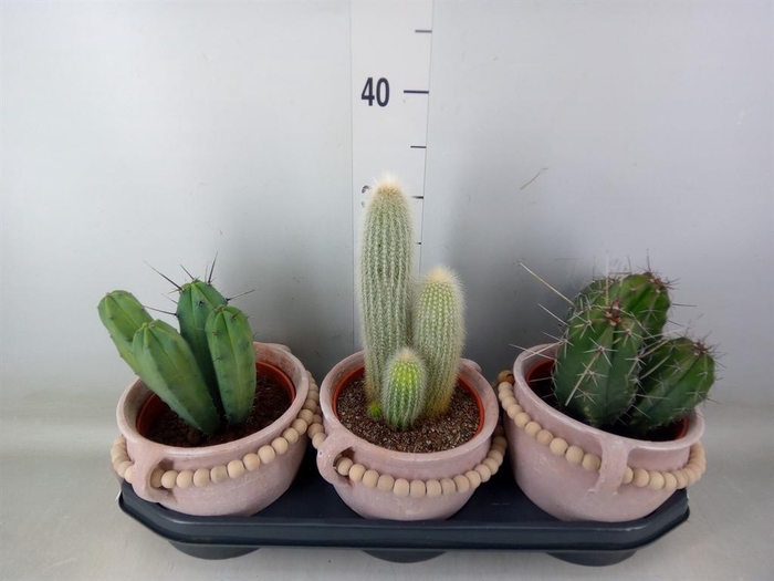<h4>Cactus   ...</h4>