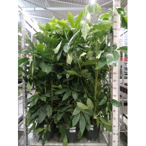 Schefflera actin. 'Amate'