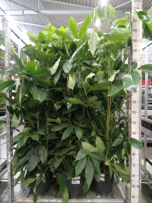 <h4>Schefflera actin. 'Amate'</h4>