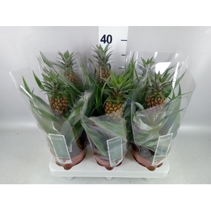 Ananas  'Rosita'