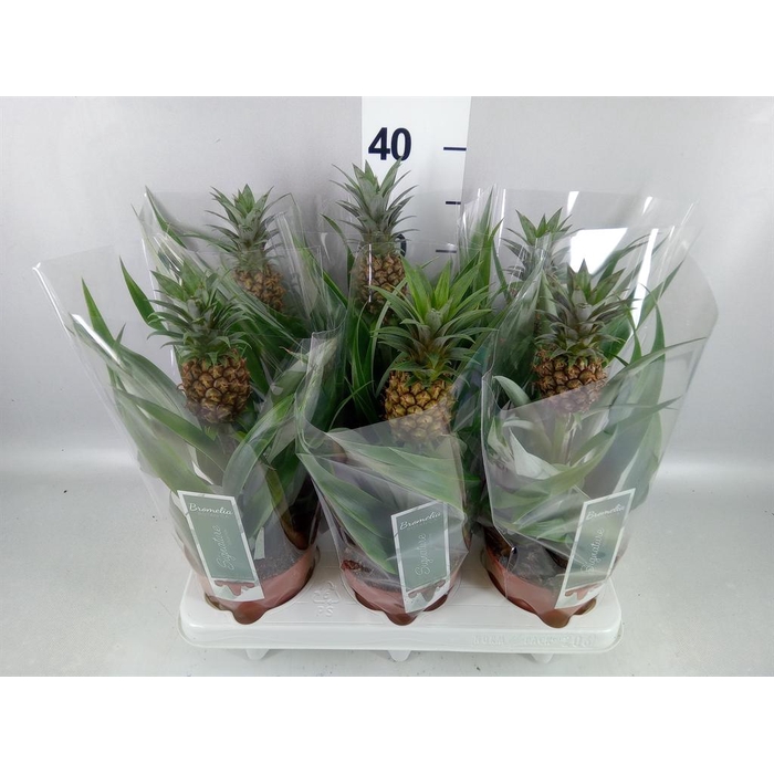 <h4>Ananas 'Rosita'</h4>