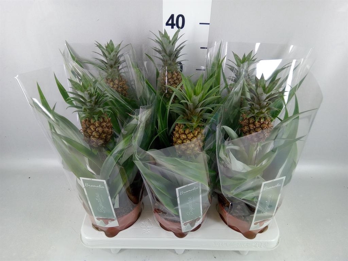 Ananas  'Rosita'