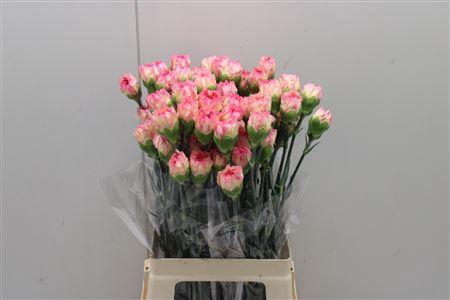 <h4>Di St Maracuya</h4>