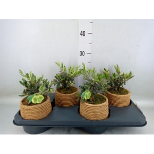 Arr.   Kamerplant Groen L%