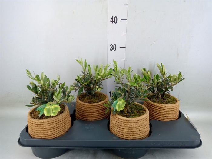 <h4>Arr.   Kamerplant Groen L%</h4>