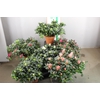 RHODO SI V GEM 4 KLEUREN