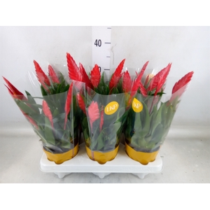 Vriesea  'Conchita'