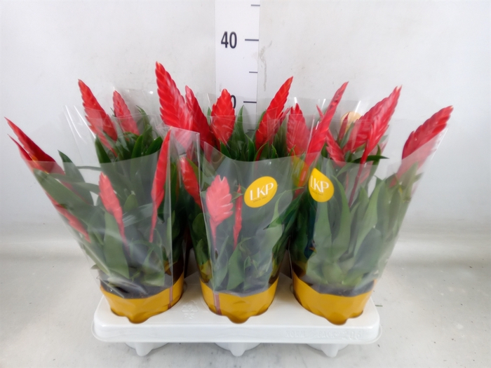 <h4>Vriesea  'Conchita'</h4>